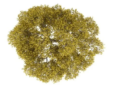 Top view of fall english oak tree isolated on white background Illustrazione stock