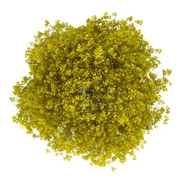 Top view of fall hornbeam tree isolated on white background Stock Illustration