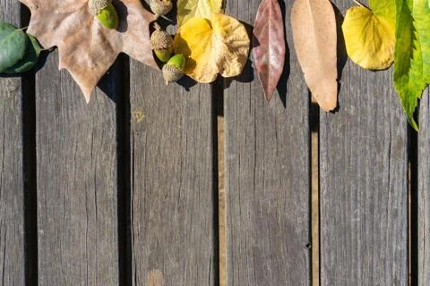 Top view of fall leaves and acorns against wooden table. Stock Photos