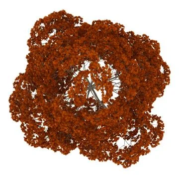 Top view of fall norway maple tree isolated on white background Stock Illustration