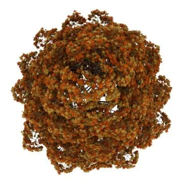 Top view of fall norway maple tree isolated on white background Stock Illustration