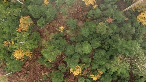 Top view of fall season forest Vídeos de archivo 124174924