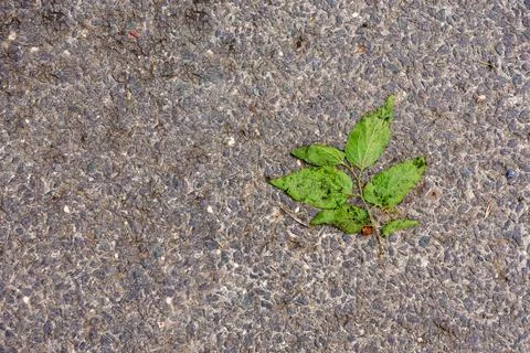 Top view of fallen green leaf on the ground Stock Photos