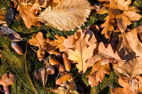 Top view of fallen leaves lying on ground 스톡 사진