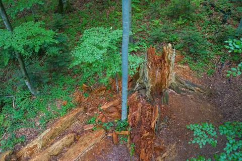 Top view on a fallen old tree rotting on the ground in forest. Stock Photos