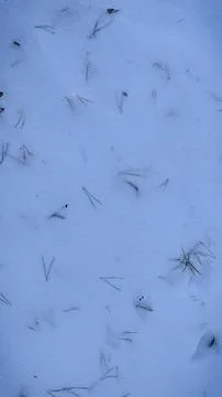 Top view of fallen pine needles and small twigs scattered on a fresh white .. Stock Photos