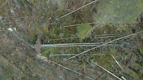 Top view of the fallen tree on the forest ground in Estonia Stock Footage 226279414