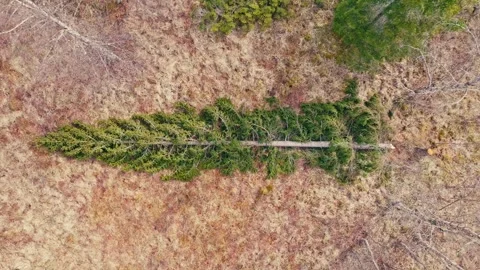 Top View Of Fallen Tree On The Forest Ground - Drone Shot Stock Footage 312880583