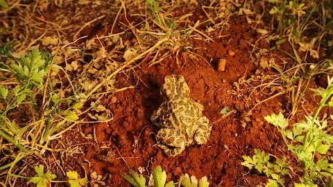 Top view of farm toad among parsley with stream and frog sounds.  calm nature Stock Footage 312432229