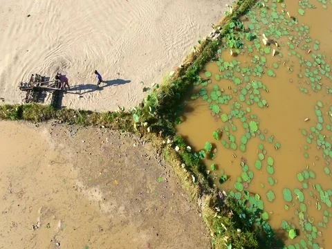 Top view of a farmer and his son working in an inundated rice paddy Stock Footage 71787443