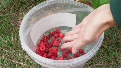 Top View of Farmer Hands Putting Fresh Red Raspberries into Plastic Container Vidéo 347000333