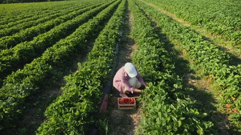 Top view farmer harvests red strawberries on the field Stock Footage 133339439