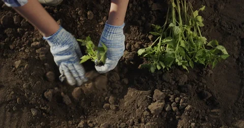 Top view: A farmer plants a tomato seedling on his bed. Hands in gloves are Stock Footage 155074401