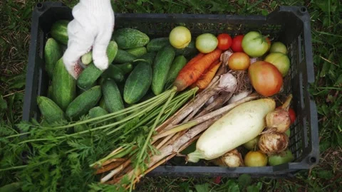 Top view of farmer putting vegetables in the box. Harvesting in the field Stock Footage 136536535