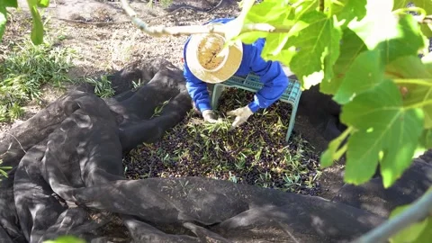 Top view of farmer with straw hat and protective gloves putting the olive har Stock Footage 165813431
