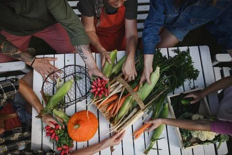 Top view of farmers hands holding their harvest outdoors at community farm. Stock Photos