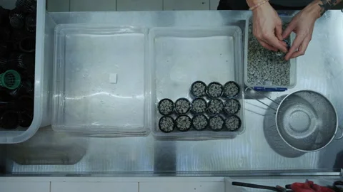 Top View: Farmer's Hands Sowing Microgreen Seeds in Pots 스톡 동영상 331291995