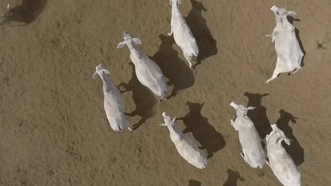 Top view of feedlot beef cattle Stock Footage 129450574
