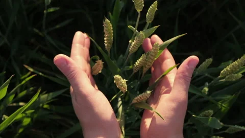 Top view of female hands touching ripening wheat ears in early summer Stock Footage 199382768