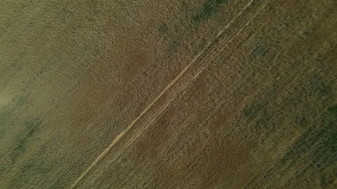 Top view of a field with a dry crop. Stock Footage 157351014