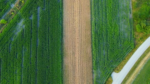 Top view of field Stock Footage 219429915