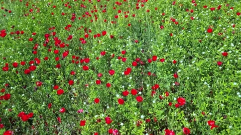 Top view of a field with growing wild flowers - poppies, cornflowers and Stock Footage 246960165