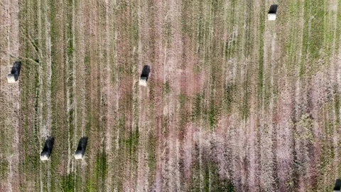 Top view of field with haystacks Video stock 142327349