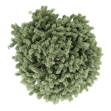 Top view of field maple tree isolated on white background. 3d illustration Stock Illustration