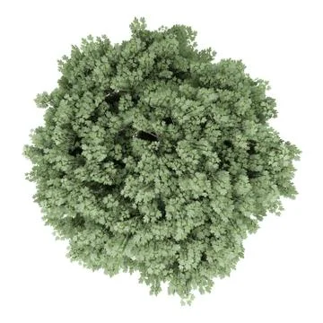 Top view of field maple tree isolated on white background. 3d illustration Stock Illustration