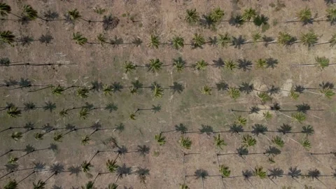 Top view of a field of palm trees during the daytime Stock Footage 155078888
