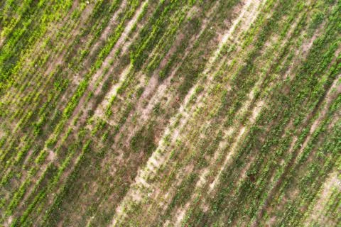 Top view of the field Stock Photos