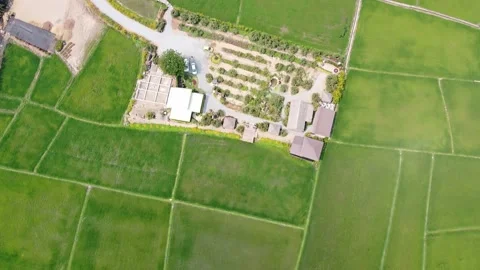 Top view field rice, with Coffee Shop Stock Footage 132052583