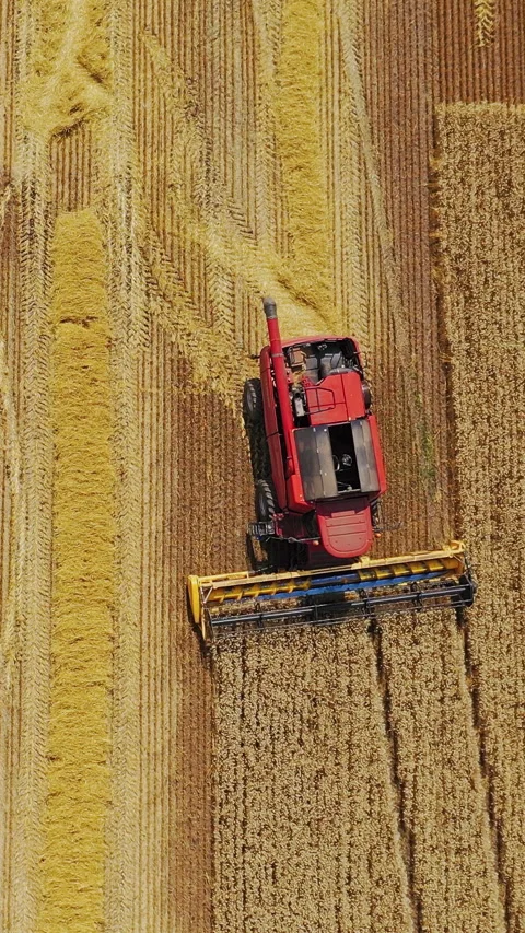 Top view on the field with ripe crop.  Stock Footage 299629094