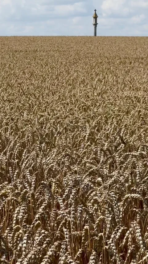 Top View on Field of Ripe Ears of Wheat Ripples In The Wind and Wayside Shrine. Stock Footage 291526900