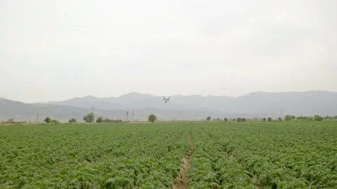 Top view of field with rows of potato crops. Stock Footage 154332317