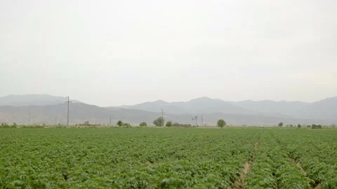 Top view of field with rows of potato crops. Stock Footage 154332522