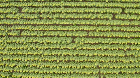 Top view of a field with a sunflower Stock Footage 201007165