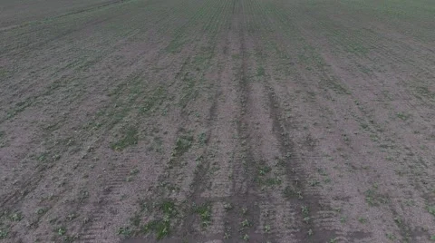Top view of a field of sunflower seedlings Stock Footage 65332908