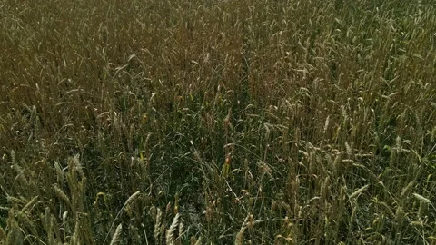 Top view of a field with wheat spikelets. Stock Footage 157346674