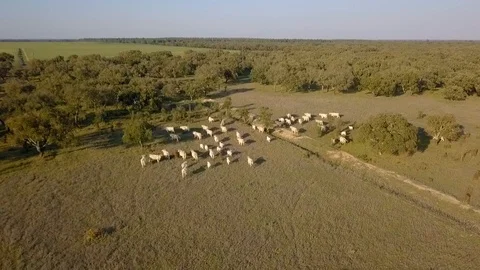 Top view on field with white grazing cows on a ranch. Green trees and grass Stock Footage