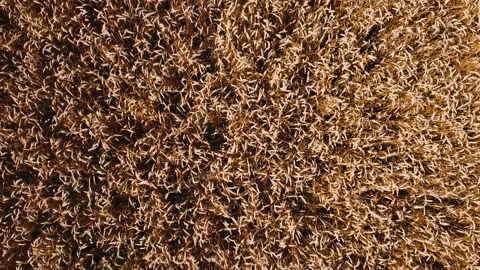 Top view of a field with yellow wheat Stock Footage 137948945