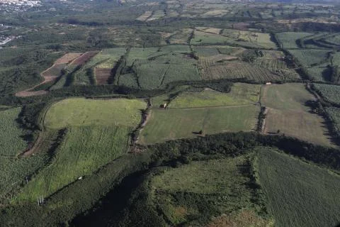 Top view of fields of various sizes and shades of green color Stock Photos