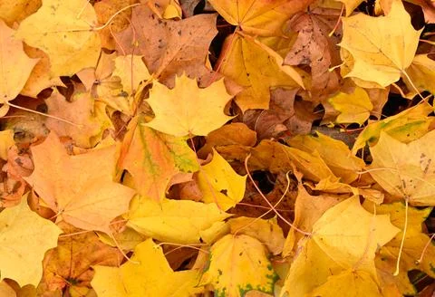 Top view filled frame background of vibrant yellow orange Stock Photos