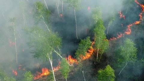 Top view of a fire erupted in the forest. forest wid fire, aerial view. burning Stock Footage 155152097