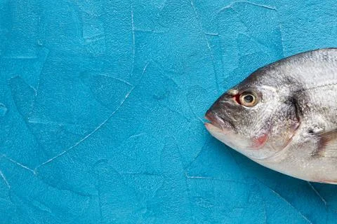 Top view fish blue background. High quality and resolution beautiful photo Stock Photos