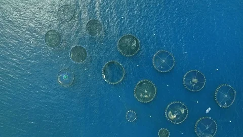 Top view of fish farm Video stock 74545211