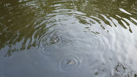 Top view of a fish floating in a river in a lake in a pond Stock Footage 159229170