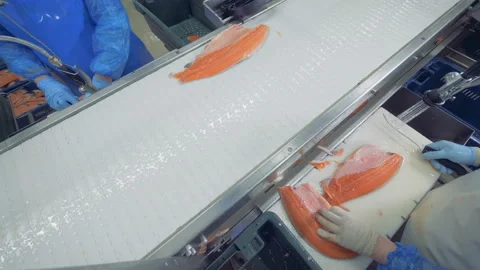 Top view of fish getting sliced while processing in the factory Video stock 104297897