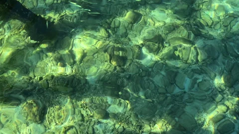 Top view of a fish passing on green saltwater Stock Footage 276180424
