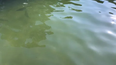 Top View of Fish School swimming in Green Water Stock Footage 333724088